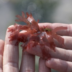 Alghe Dulse fresche sotto sale (120g) - BIO 2