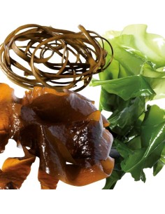 Insalata di Alghe (lattuga-spaghetti-wakame) fresche sotto sale (200g) BIO