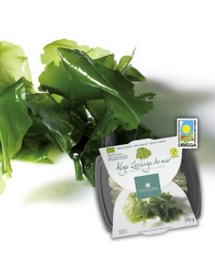 Alghe Lattuga di Mare fresche sotto sale (200g) BIO